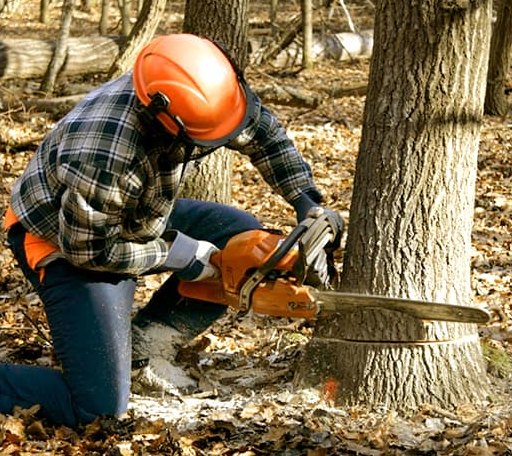 Tree Removal in West Townshend, VT
